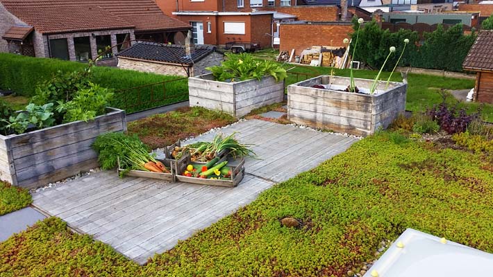 Groendak te Bonheiden daar kweken ze groenten op het dak.