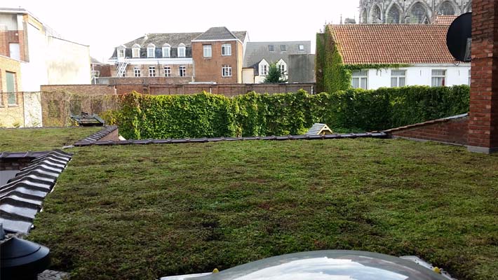 groendak te Mechelen aanleggen en plaatsen