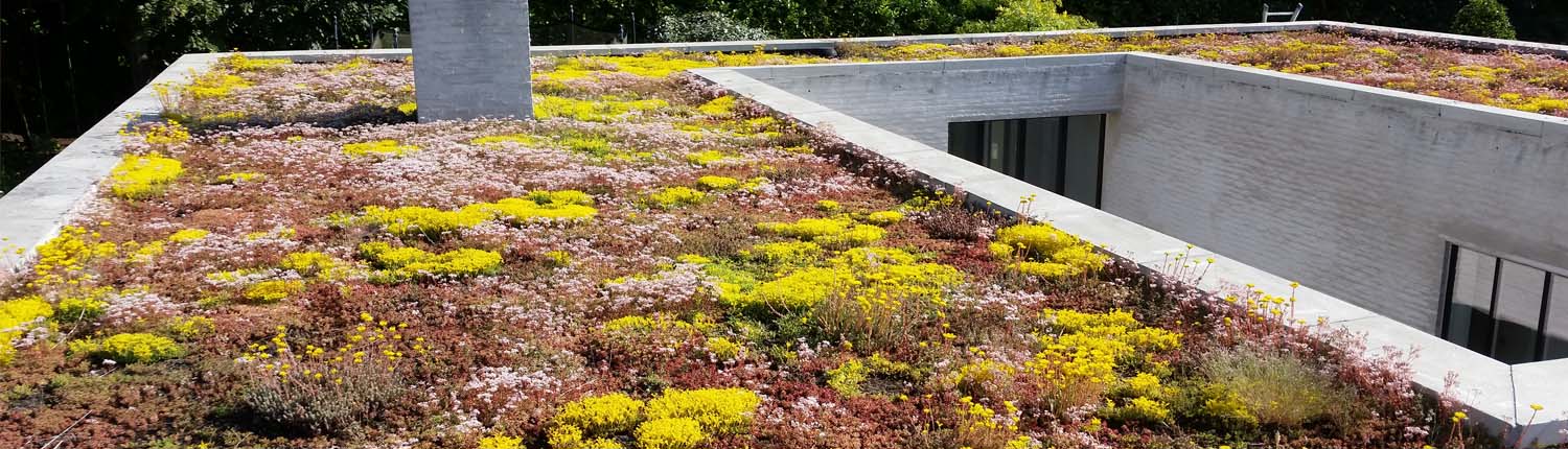 Plat dak met sedum aanleggen voor meer biodversiteid