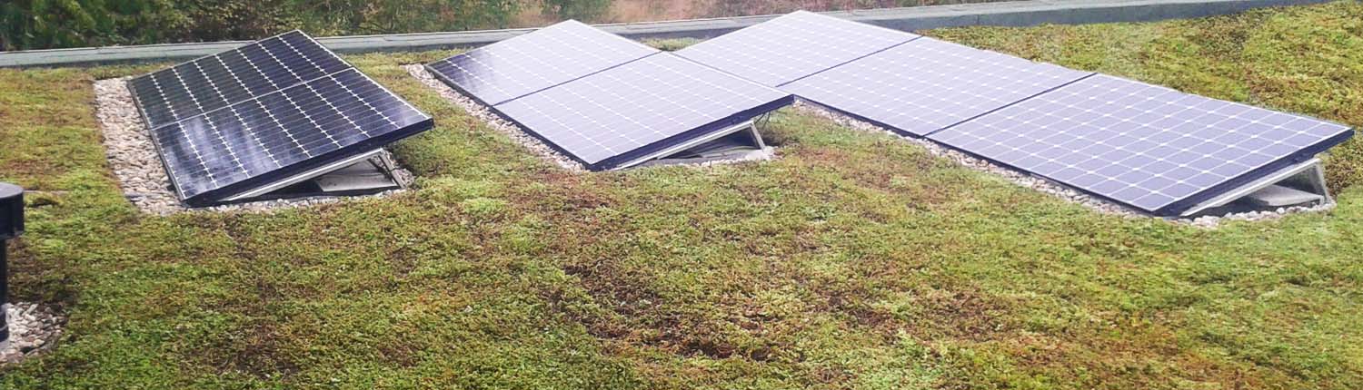 groendak zonnepanelen een ideale combinatie voor je dak